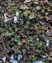 Garlic Mustard basal leaves in winter
