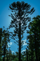 Obraz premium Pine Tree