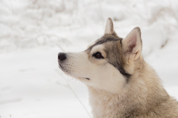 Siberian husky in winter forest outdoor on the snow