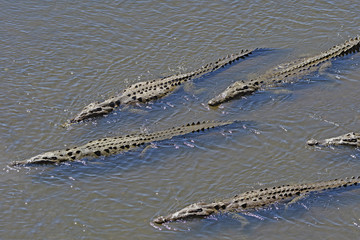 Crocodiles on Patrol in a Tropical River