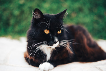 Black and white cat with yellow eye at backyard. Pet