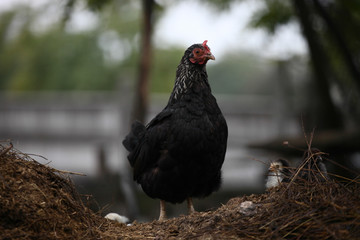 Black chiken