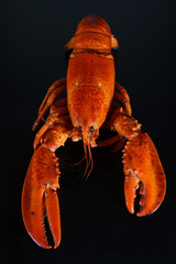 Fresh american lobster, whole silhouette on a dark background