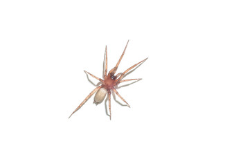 spider argyroneta aquatica isolated on white background