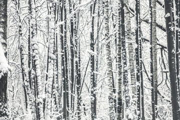 many trees in snow forest, pattern photo