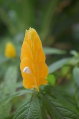 Spring yellow flower in bloom