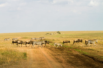 Naklejka na ściany i meble Field with zebras and blue wildebeest
