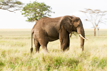 Naklejka na ściany i meble African elephants, of the genus Loxodonta in Serengeti National Park, Tanzania