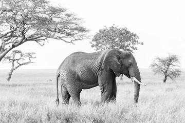 Naklejka premium African elephants, of the genus Loxodonta in Serengeti National Park, Tanzania