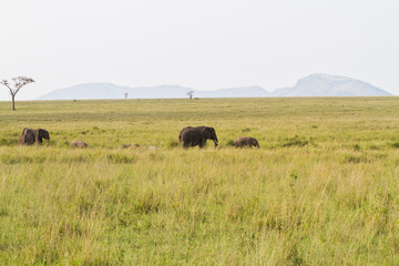 Fototapeta premium African elephants, of the genus Loxodonta in Serengeti National Park, Tanzania