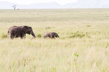 Fototapeta premium African elephants, of the genus Loxodonta in Serengeti National Park, Tanzania