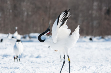 Red-crowned Crane Displaying