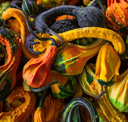 squash