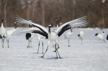 Red-crowned Cranes Dancing