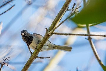 Dark-eyed Junco perched on a Maple tree searching for food. 