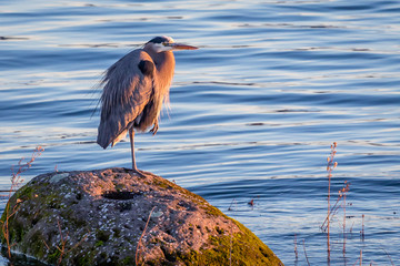 Blue Heron standing on one leg in the sunset on the Columbia River.