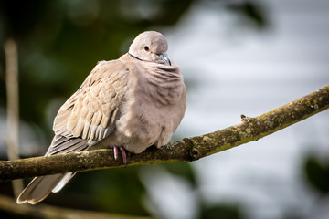 Mourning dove perched in a Maple tree.