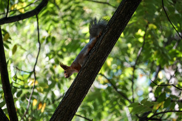 Obraz premium the red squirrel comes down the trunk of a tree on a background of green foliage.