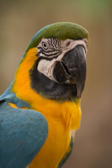 Macaw at a Zoo