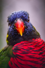 Lorikeets in a Zoo