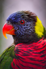Lorikeets in a Zoo