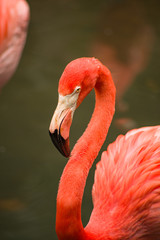 Orange Flamingos by the Water