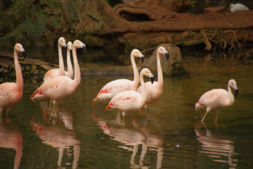 Chilean Flamingos by the water