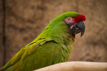 Macaw at a Zoo