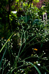 Plant with butterflies 