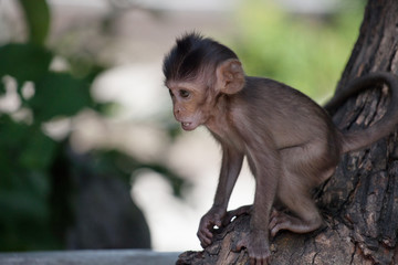 可愛いサル