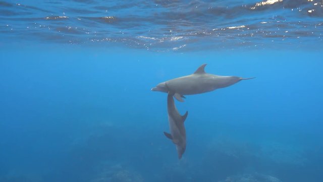 Bottlenose dolphins family swimming underwater, 4K 2160p video clip