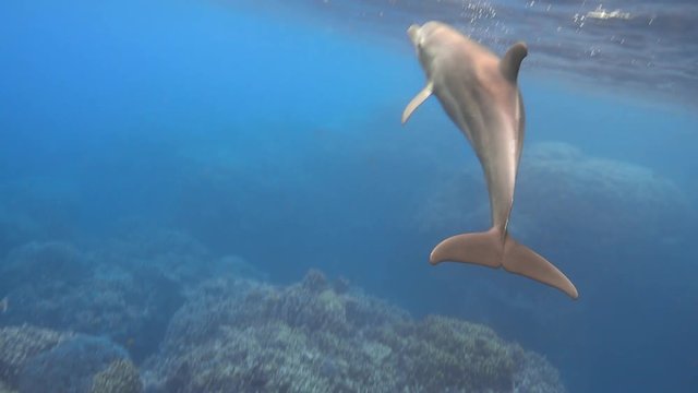 Baby bottlenose dolphin swimming in the sea underwater, 4K ultra hd video footage