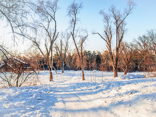 Road trough the leafless trees of winter forest in a sunny day in Chisinau, Moldova