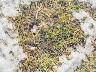 Green grass breaks through the spring melting snow background