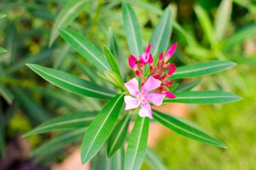 Closeup pink oleander or Nerium oleander blossoming on green background.