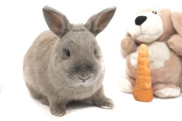Cute gray rabbit sitting with a soft toy and a carrot isolated on white background