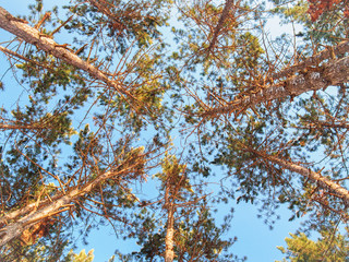 Circle of symmetrical crowns of pines on the blue sky background