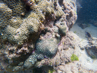 Coral reef tropical underwater