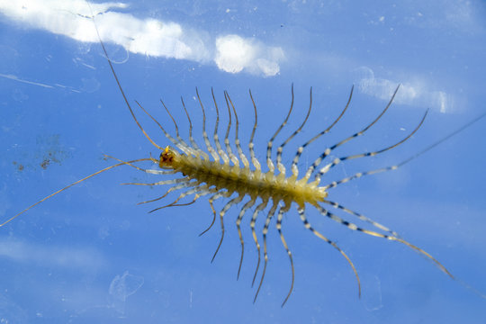 Entophobia - Images et vidéos libres de droits | Adobe Stock