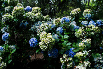 Hydrangea Bush