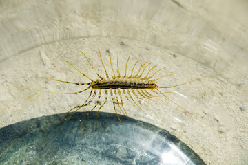 Millipede in the bank. The Flycatcher. Centipede flycatcher, insect predator
