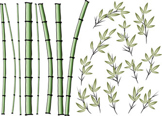 Fototapeta na wymiar bamboo tree
