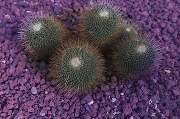Naklejka na ściany i meble Cactus. Creative style. Colorful plant and background.