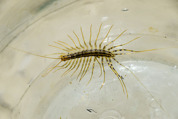 Millipede in the bank. The Flycatcher. Centipede flycatcher, insect predator