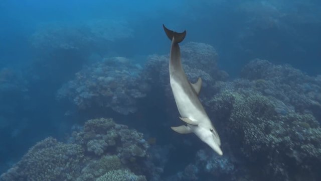 Cute baby dolphin swimming with mother and father underwater, 4K 2160p video footage