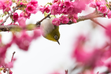 サクラとメジロ