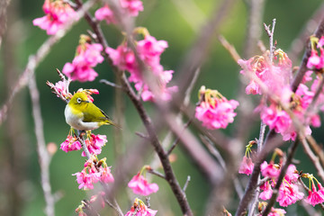 サクラとメジロ