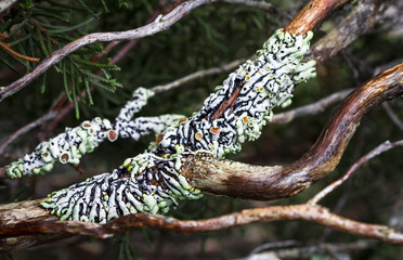 Plakat A hypogymnia lichen in Tasmania, Australia.