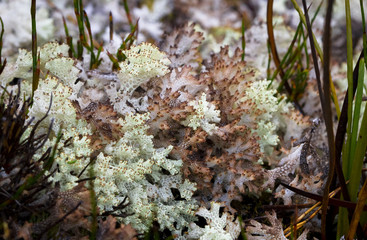 Coral lichen (Cladia retipora) in Tasmania, Australia.