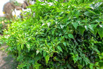 Fototapeta na wymiar Green chili plant farm outdoor.